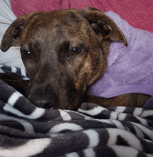 an image of a dog wearing a sweater lying on a blanket