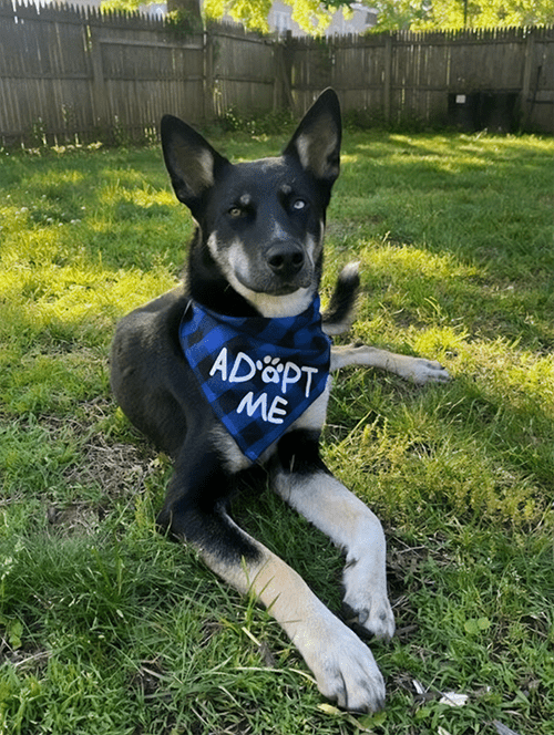 a black and tan dog lying in the grass wearing a bandana that says adopt me