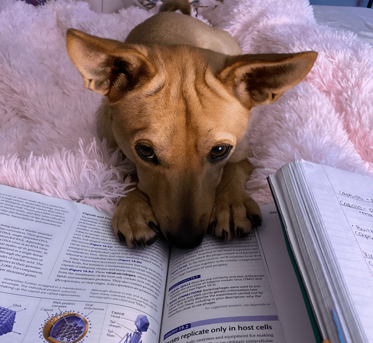 a dog lying on a book