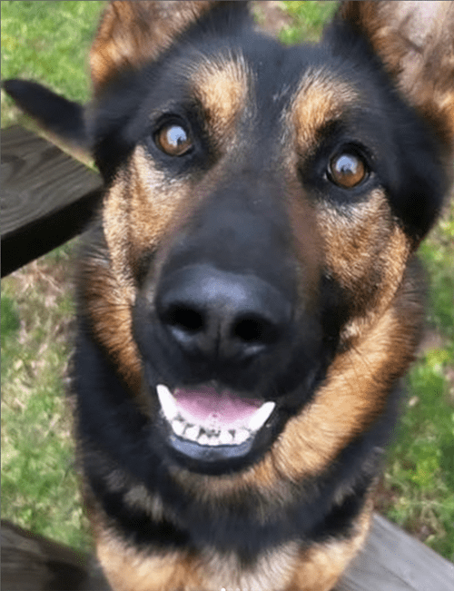 an image of a german shepherd smiling