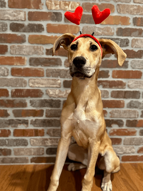 a dog in front of a brick wall wearing a heart headband