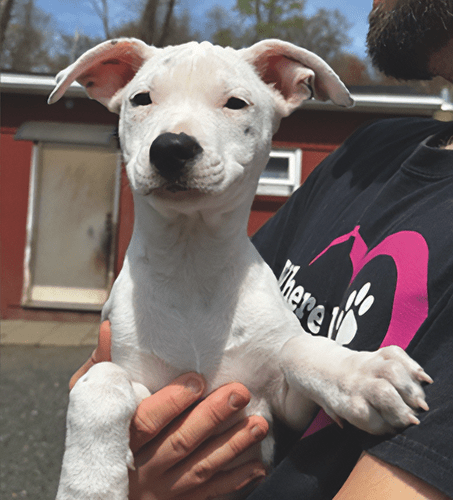 an image showing a pit mix puppy