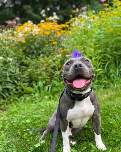 luke with flower