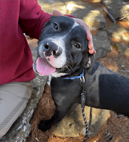 a foster dog smiling