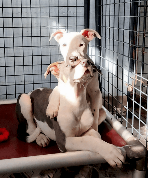 an image of a puppy resting their head on top of a larger dog