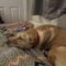 Lacey (surrender)