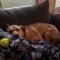 Lacey (surrender)