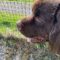 Bear (surrender)