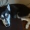Luna (surrender)