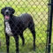 Jaxson (surrender & alumnus)
