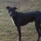 Jaxson (surrender & alumnus)