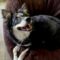 Balto (surrender)