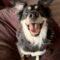 Balto (surrender)