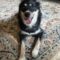 Balto (surrender)
