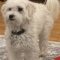 Benji (surrender)