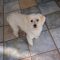 Benji (surrender)