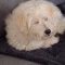 Benji (surrender)