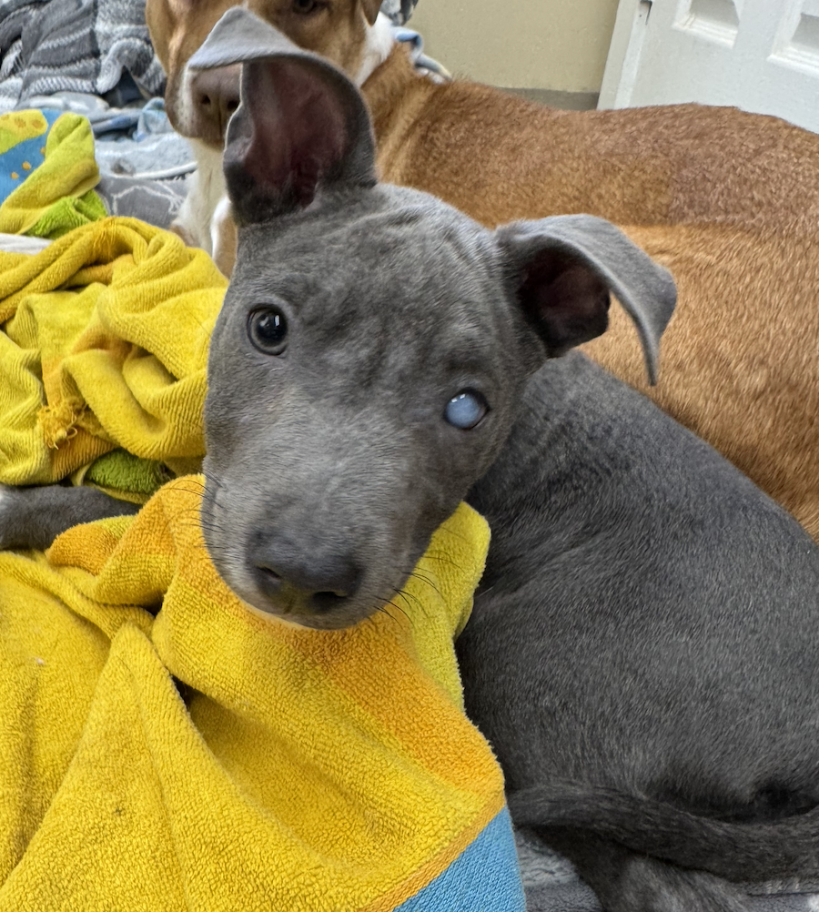 Ash – Where The Love Is Animal Rescue