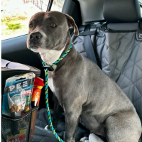 a photo of a gray dog with a green leash in the back of a car