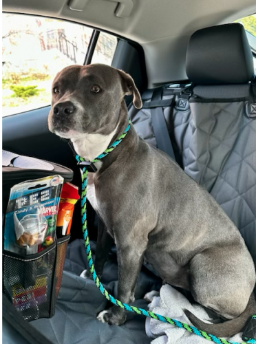 a photo of a gray dog with a blue collar sitting in the back of a car. 