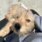 Baxter