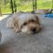 Baxter