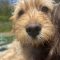 Baxter