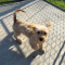 Baxter