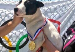 Medal dog