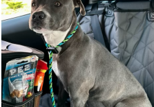 a photo of a gray dog with a green leash in the back of a car